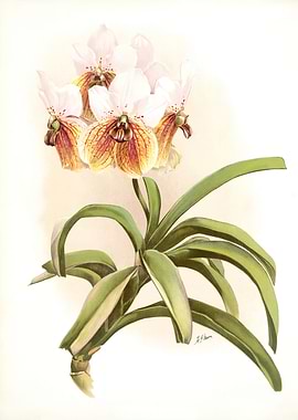 Vanda Sanderiana