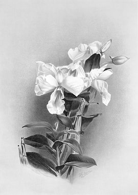 Orchids 1894 Black White