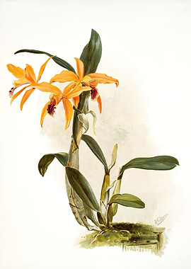 Laelio Cattleya Phoebe