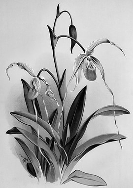 Orchids 1894 Black White