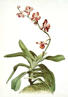 Marriotts Phalaenopsis