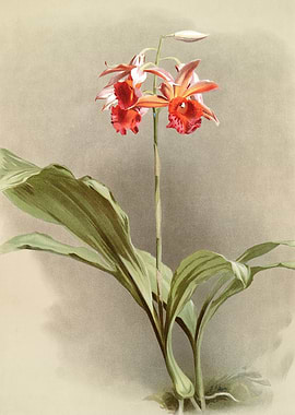 Phaius Hybridus Cooksonii