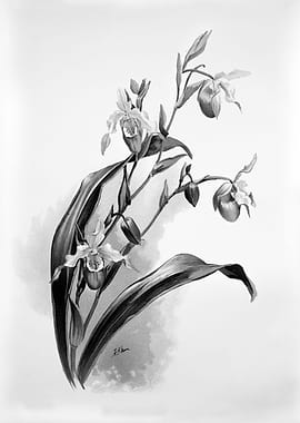 Orchids 1894 Black White
