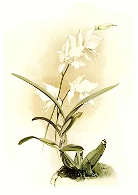 Laelia Autumnalis Alba