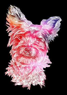 Yorkshire Terrier Dog
