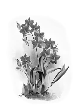 Orchids 1894 Black White