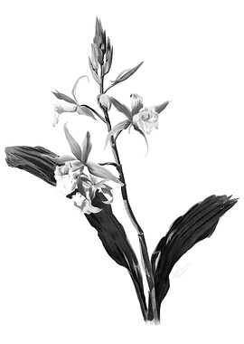 Orchids 1894 Black White