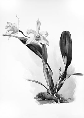 Orchids 1894 Black White