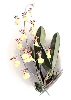 Oncidium Splendidum