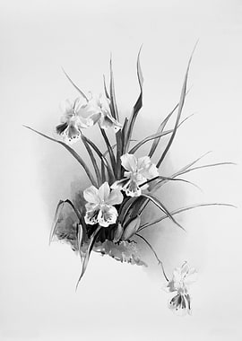 Orchids 1894 Black White
