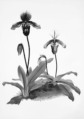 Orchids 1894 Black White