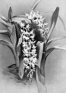 Orchids 1894 Black White