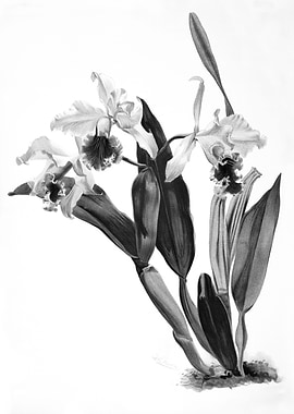 Orchids 1894 Black White
