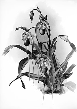 Orchids 1894 Black White