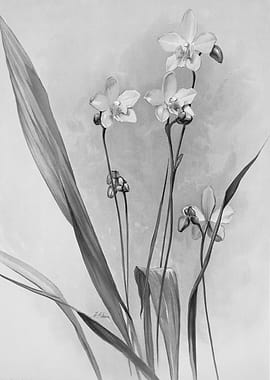 Orchids 1894 Black White
