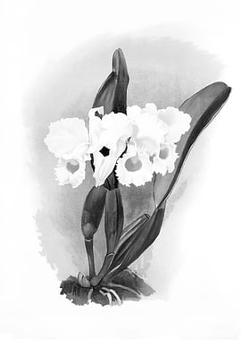 Orchids 1894 Black White