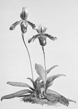 Orchids 1894 Black White