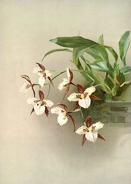Odontoglossum Humeanum