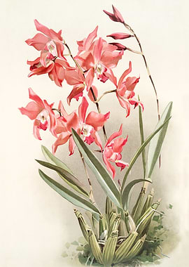 Laelia Gouldiana