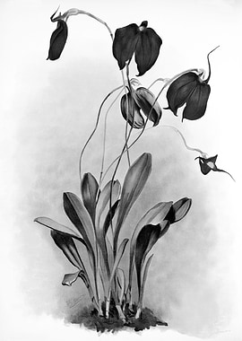 Orchids 1894 Black White
