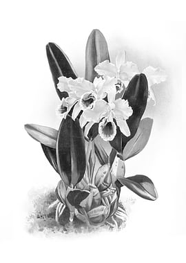 Orchids 1894 Black White