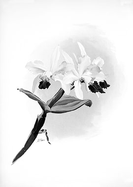 Orchids 1894 Black White