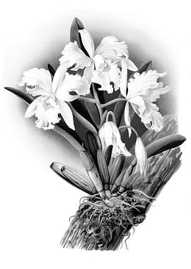 Orchids 1894 Black White