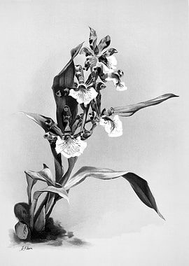 Orchids 1894 Black White