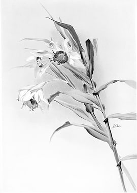 Orchids 1894 Black White
