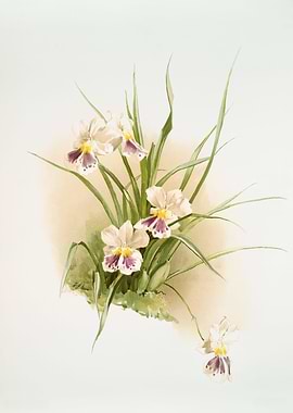 Miltonia Phalaenopsis