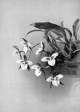 Orchids 1894 Black White