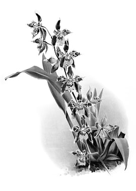 Orchids 1894 Black White