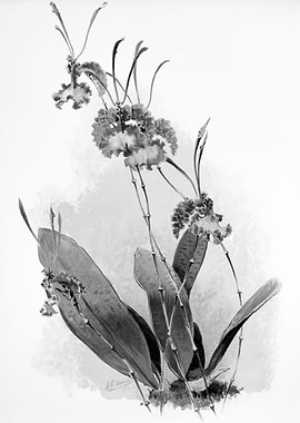 Orchids 1894 Black White