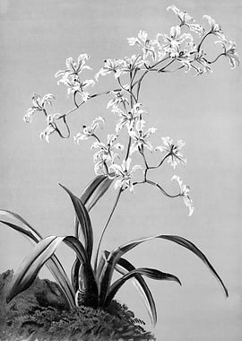 Orchids 1894 Black White