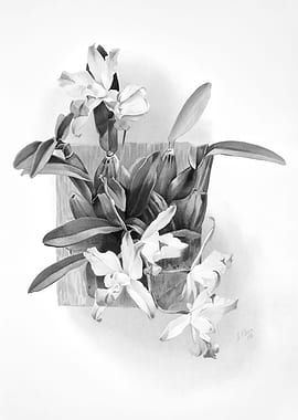 Orchids 1894 Black White