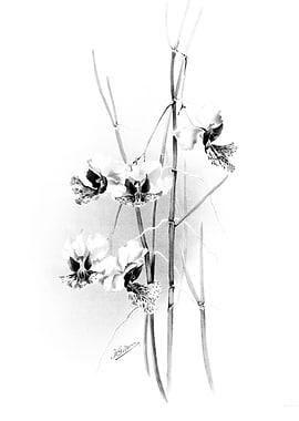 Orchids 1894 Black White