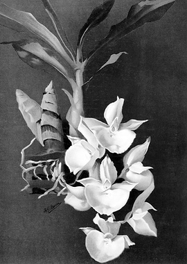 Orchids 1894 Black White