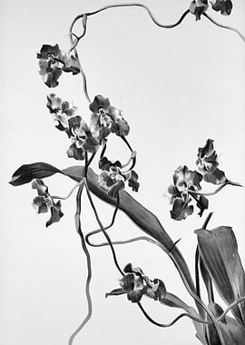 Orchids 1894 Black White