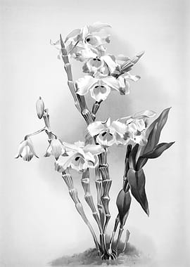 Orchids 1894 Black White