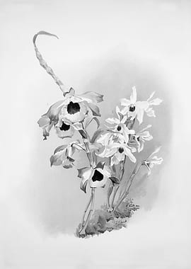 Orchids 1894 Black White