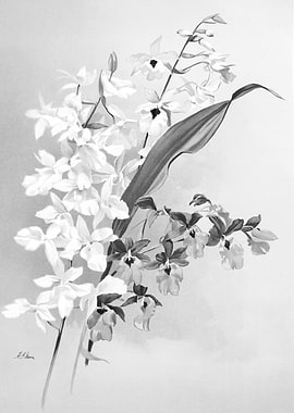 Orchids 1894 Black White