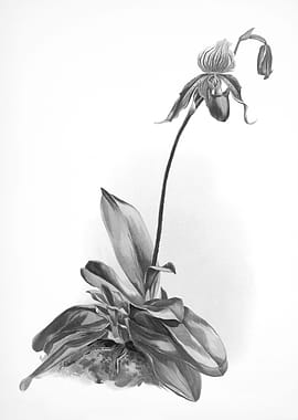 Orchids 1894 Black White