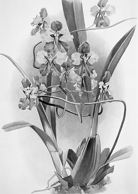 Orchids 1894 Black White