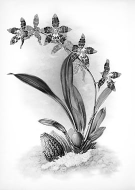 Orchids 1894 Black White