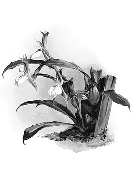 Orchids 1894 Black White