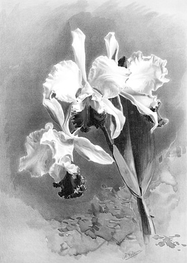 Orchids 1894 Black White