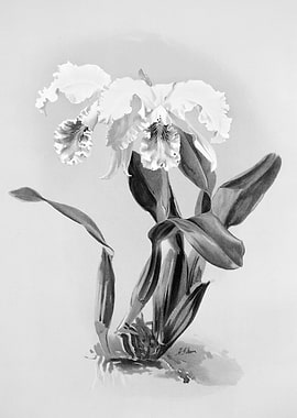 Orchids 1894 Black White