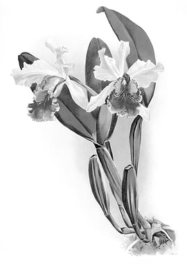 Orchids 1894 Black White