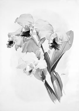 Orchids 1894 Black White