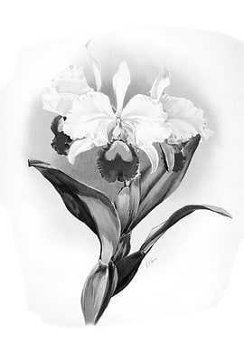 Orchids 1894 Black White